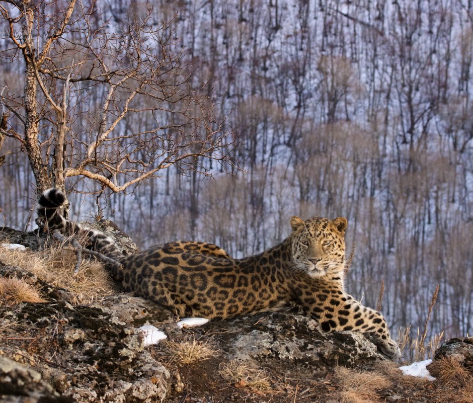Приморский леопард