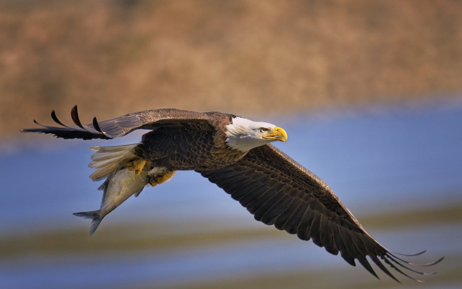 Harrier Bird