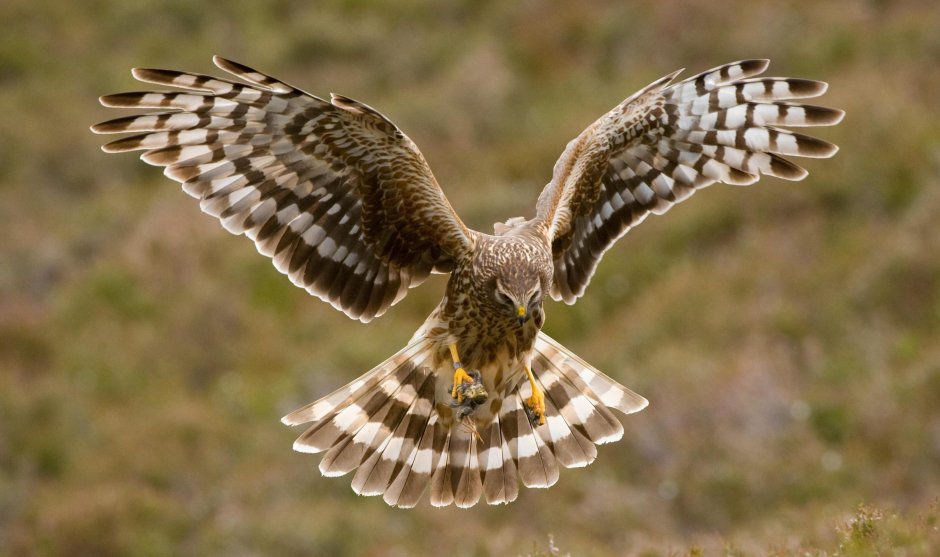 Harrier что за птица