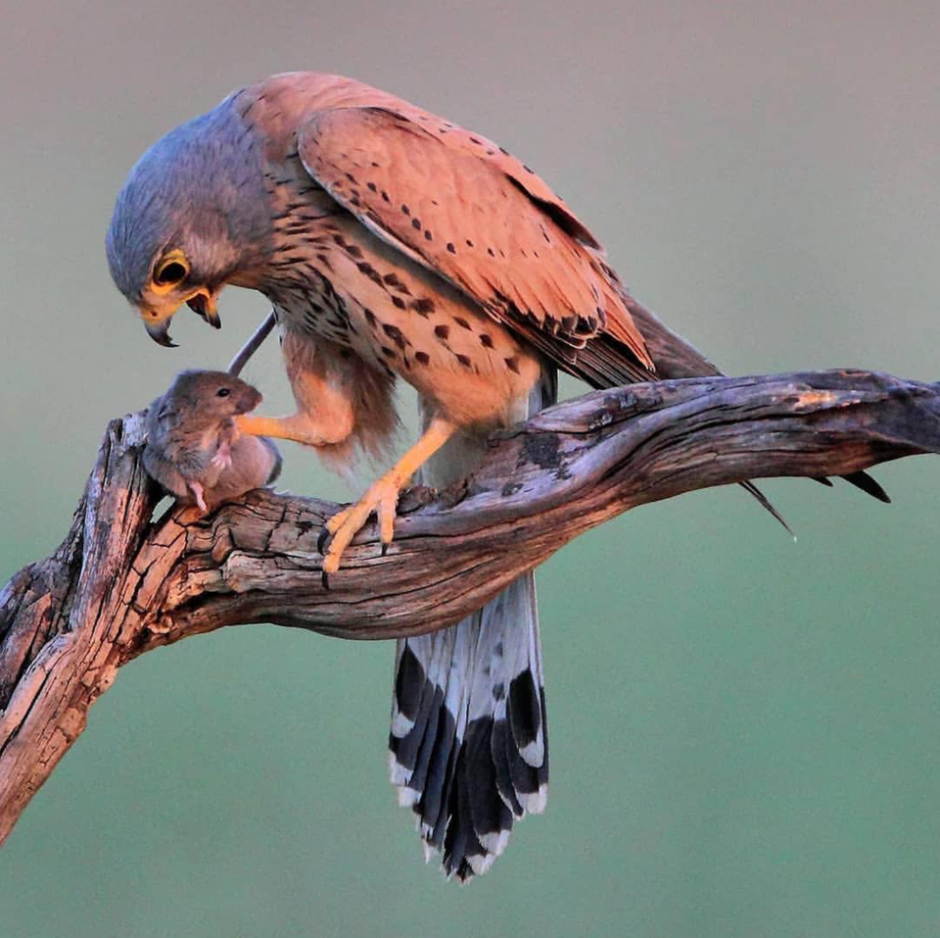 Harrier птица