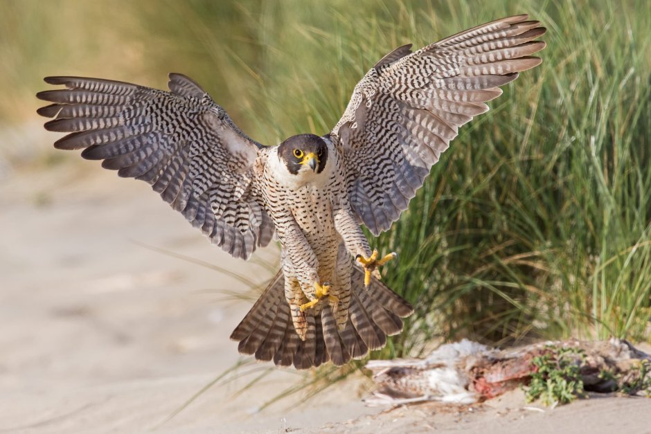 Crested Serpent Eagle