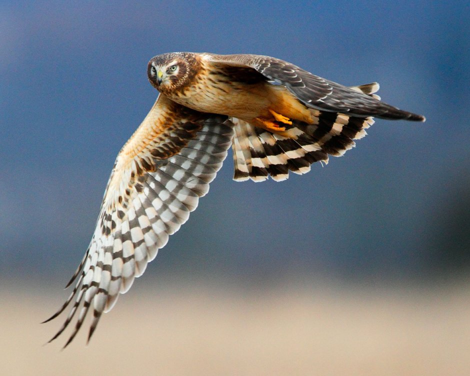 Harrier Bird