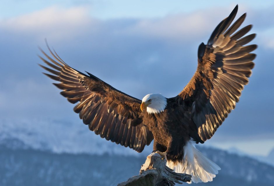 Eurasian Marsh-Harrier