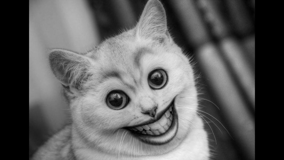 Кот Мем