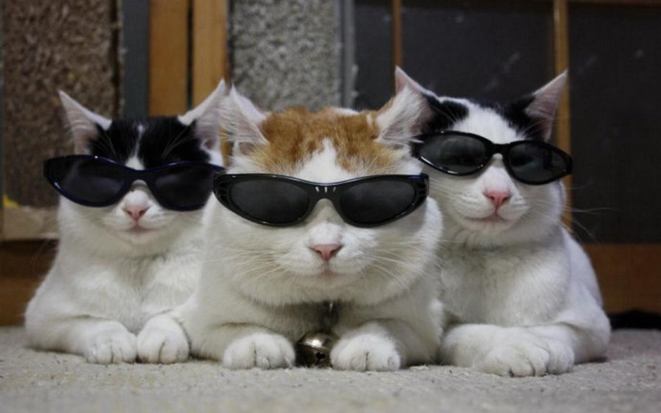 Крутые коты