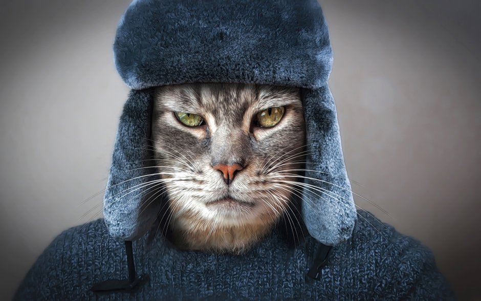 Кот в капюшоне