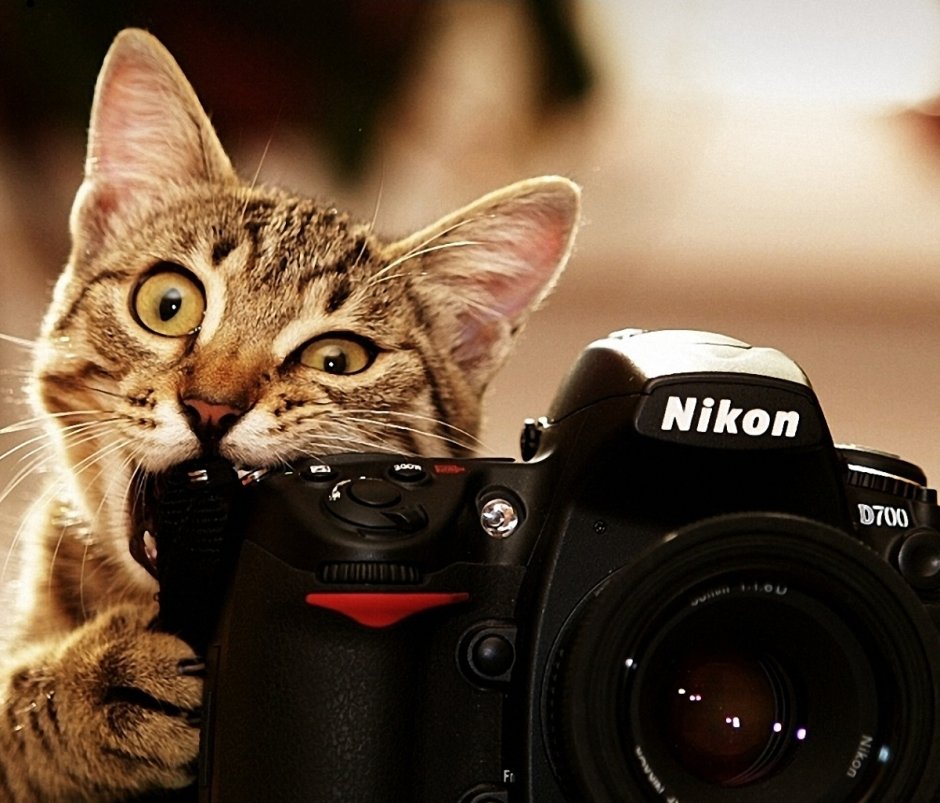 Кот с фотоаппаратом