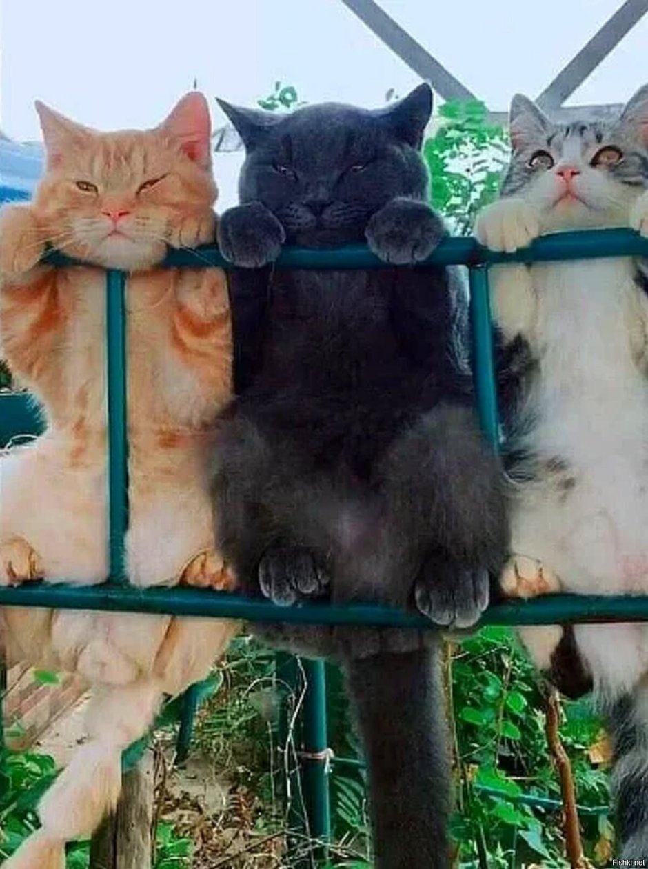 Коты друзья