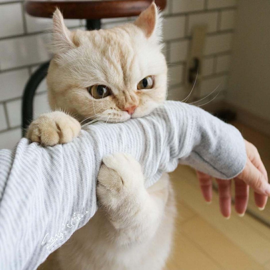 Котенок Кусь