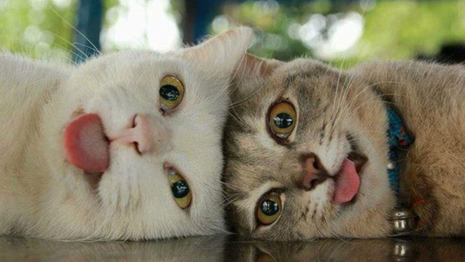 Коты друзья