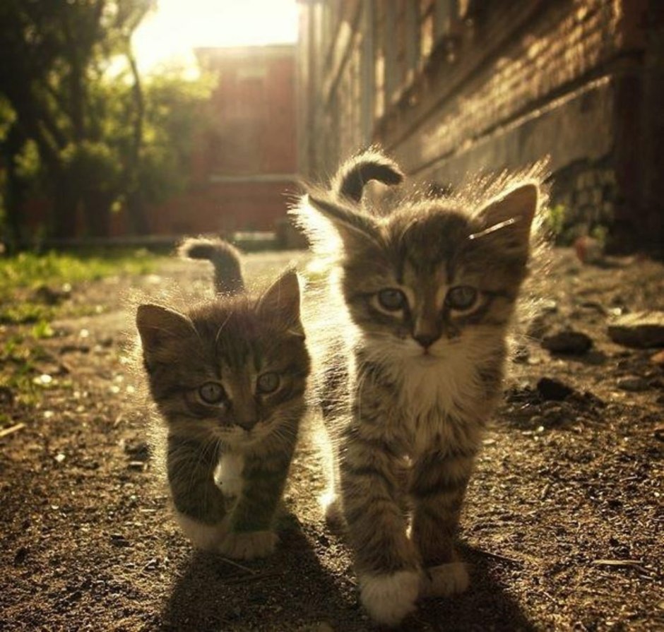 Классные котята
