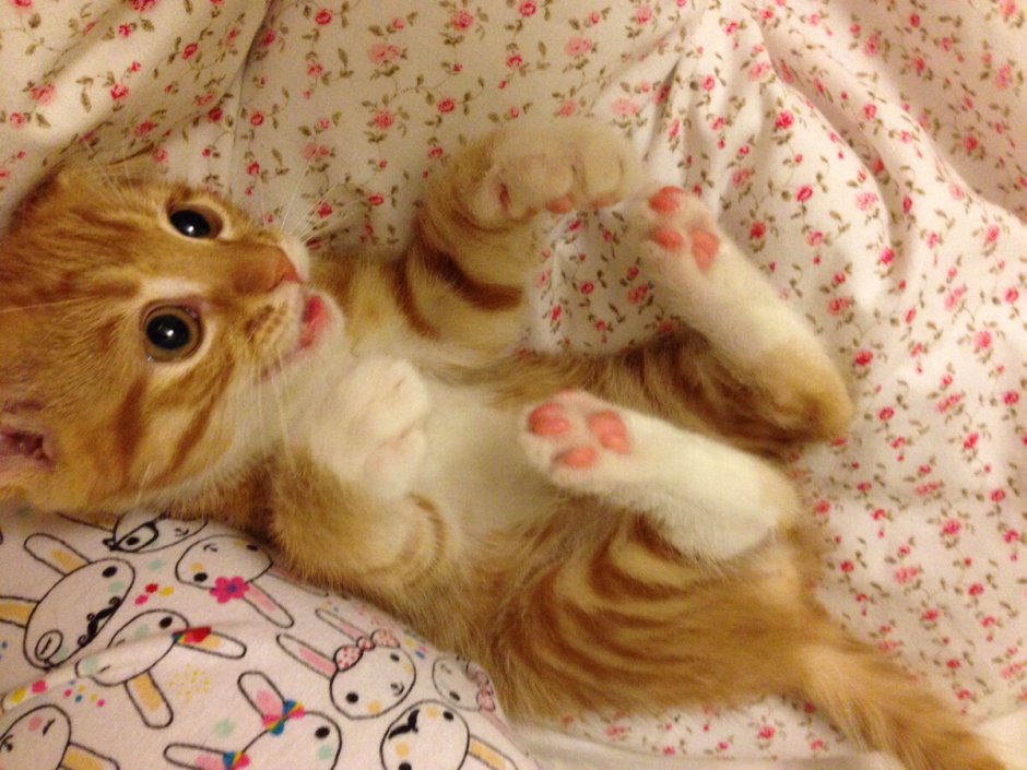 Мимишный котенок