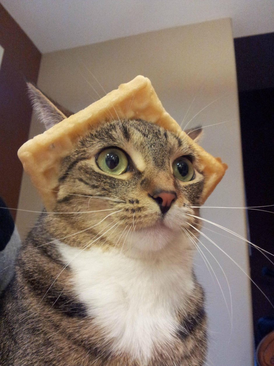 Кот с вафлей на голове