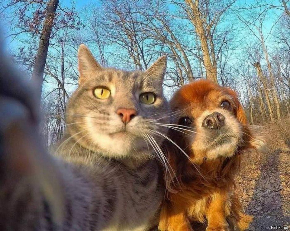Кот селфи