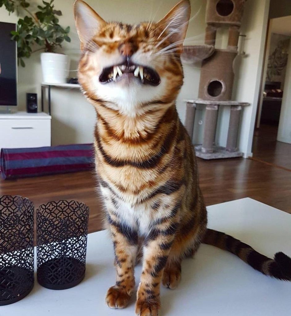 Котики смешные