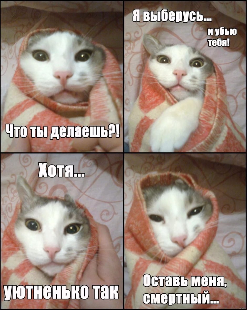 Мемы с котами