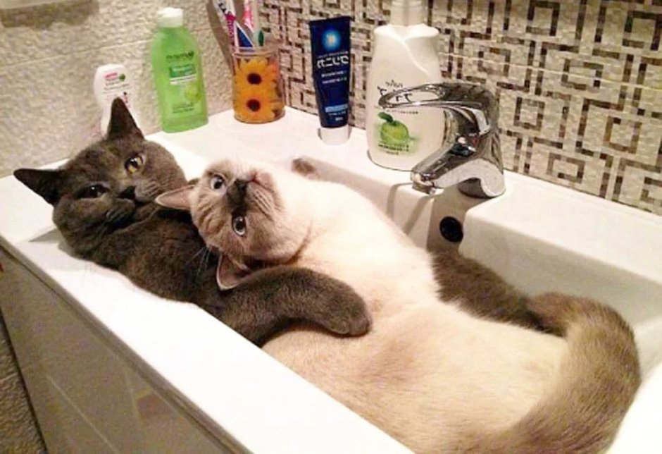 Свежие мемы с котиками