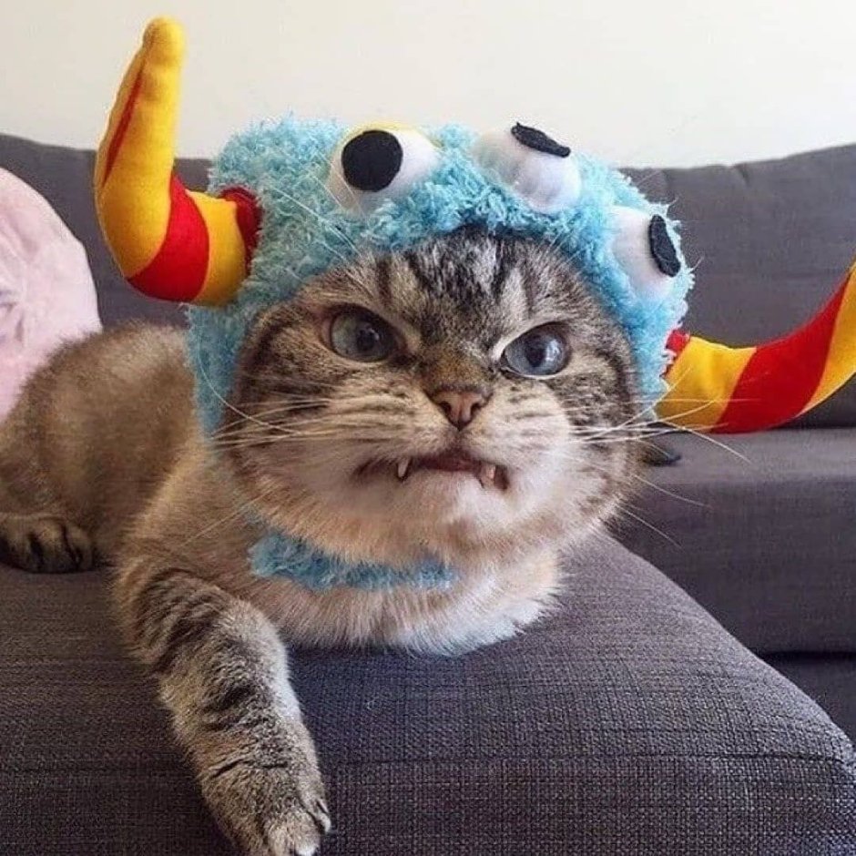Дурацкий кот