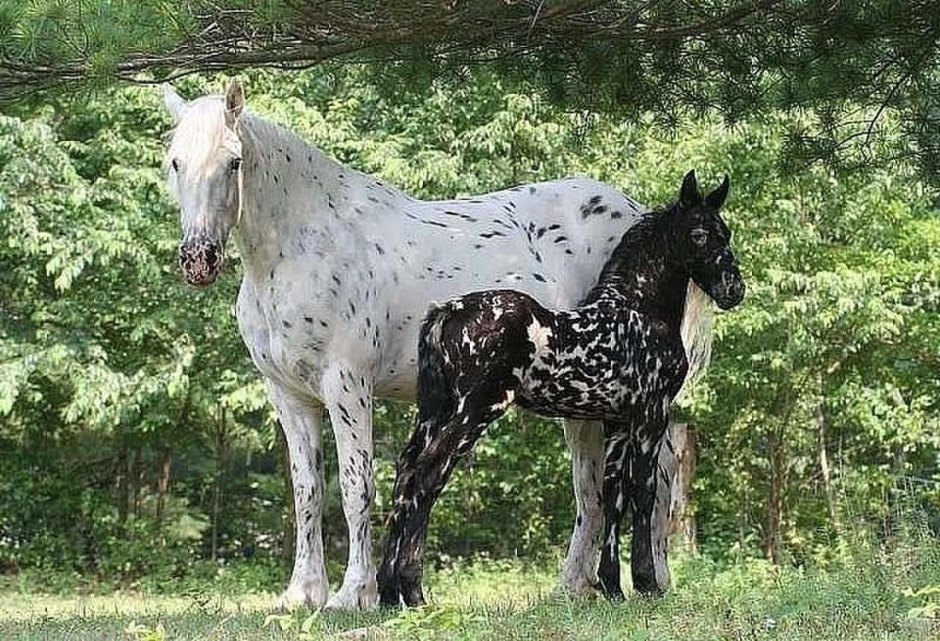 Чубарая Фризская