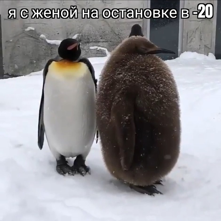 Пингвин Гумбольдта птенец