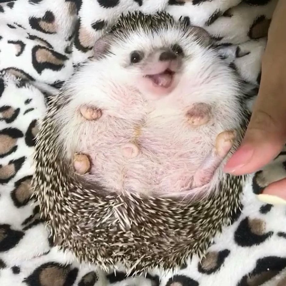 Животик ежика