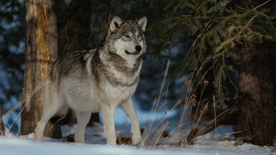 Серый волк canis Lupus
