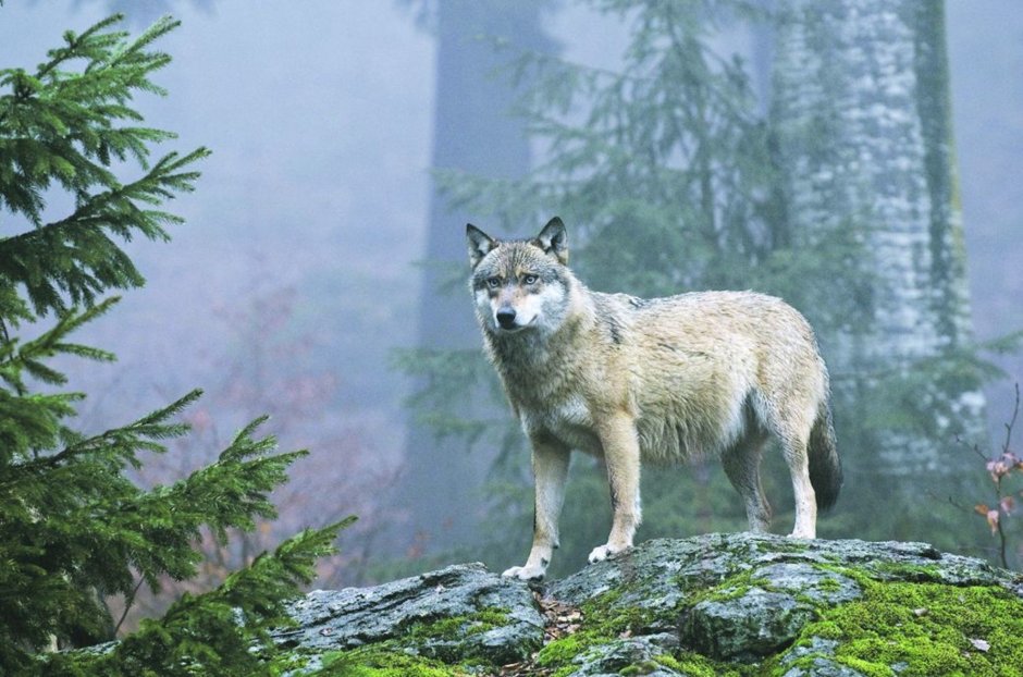 Canis Lupus Тайга