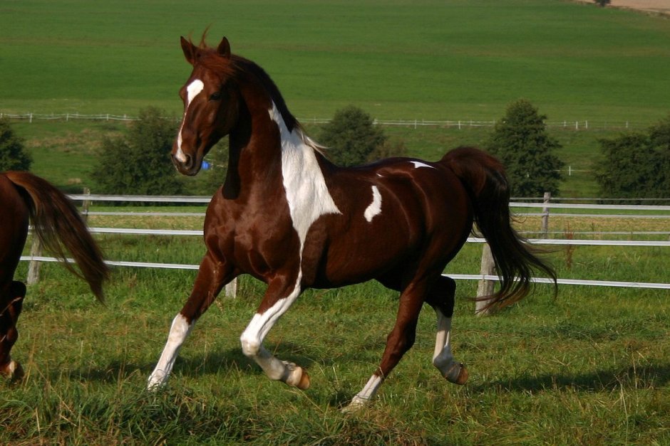 Лошадки красивые современные