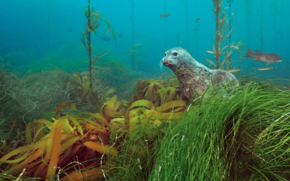 Подводный мир белого моря