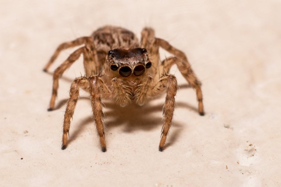 Чердачный паук (Tegenaria atrica)
