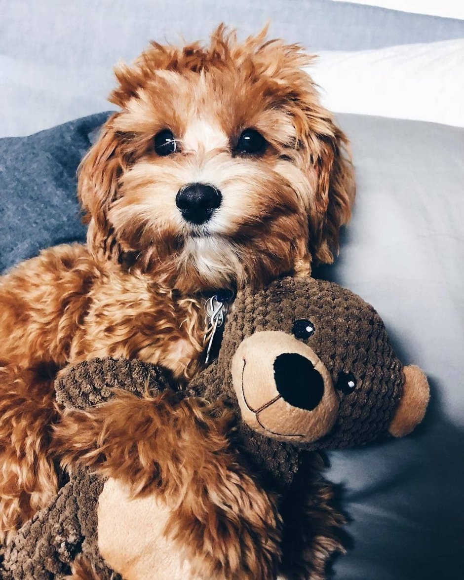 Порода Toy Poodle