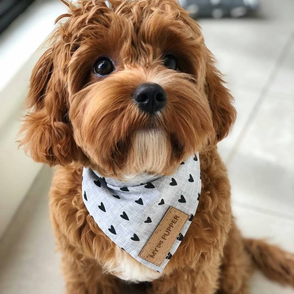 Cavapoo собака Ushi