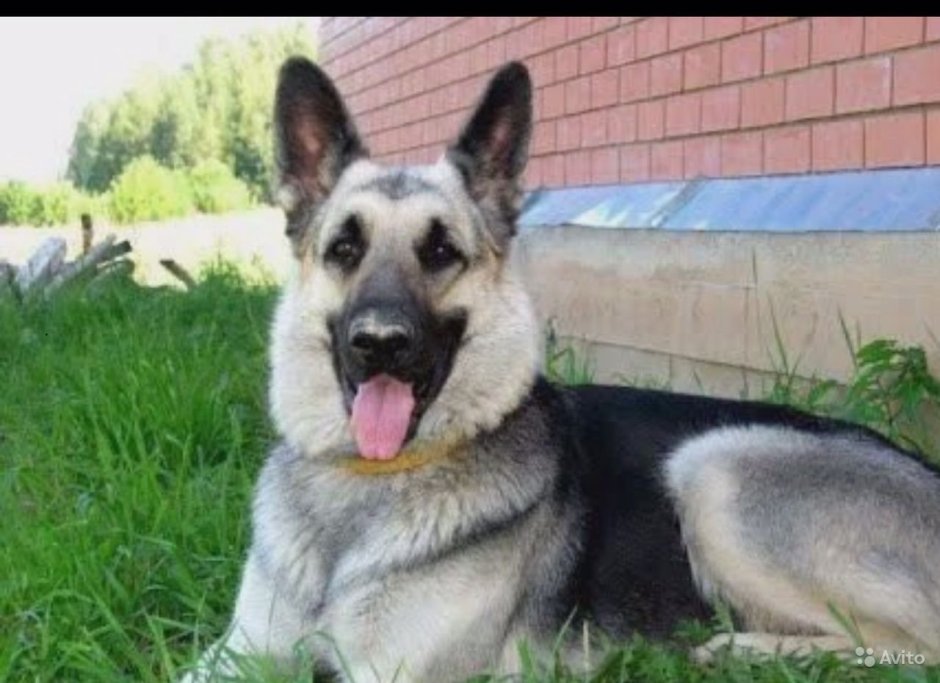 Шилонская овчарка Shiloh Shepherd