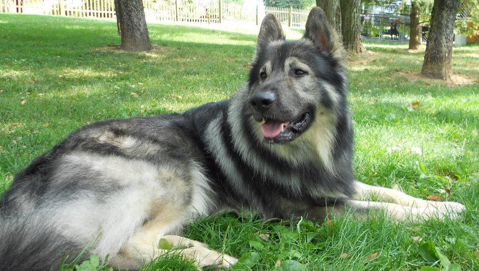Баварская овчарка Shepherd
