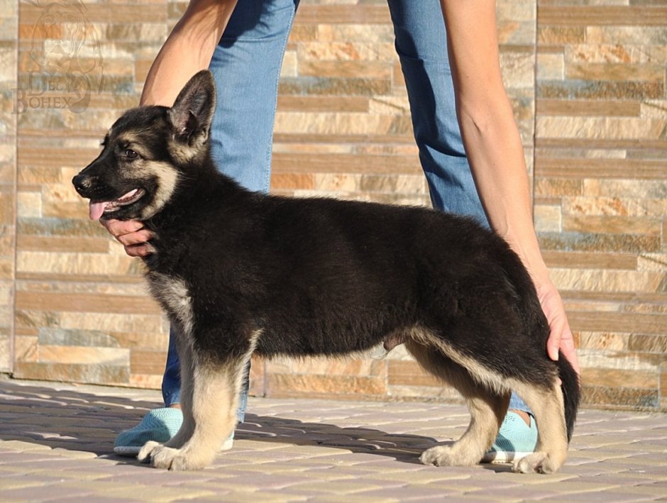 German Shepherd немецкая овчарка