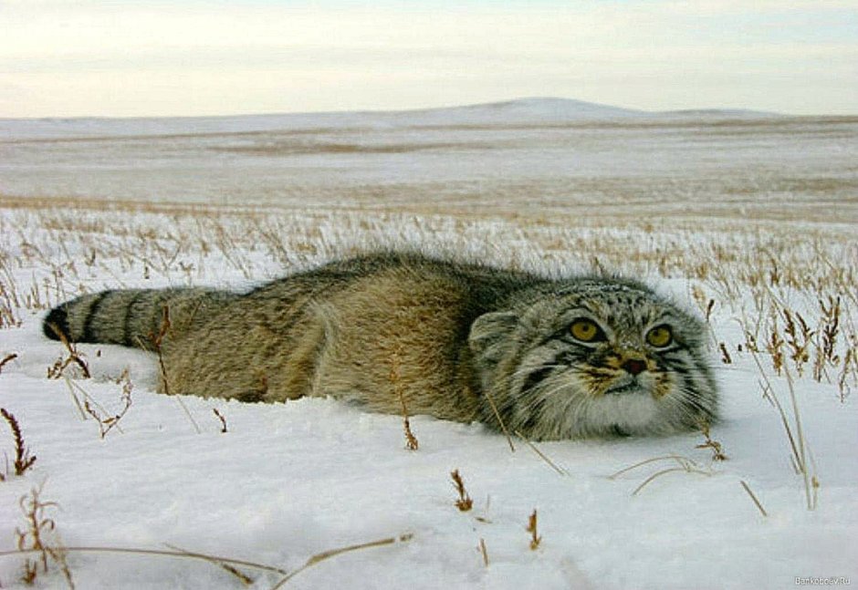 Снежный Барс и леопард