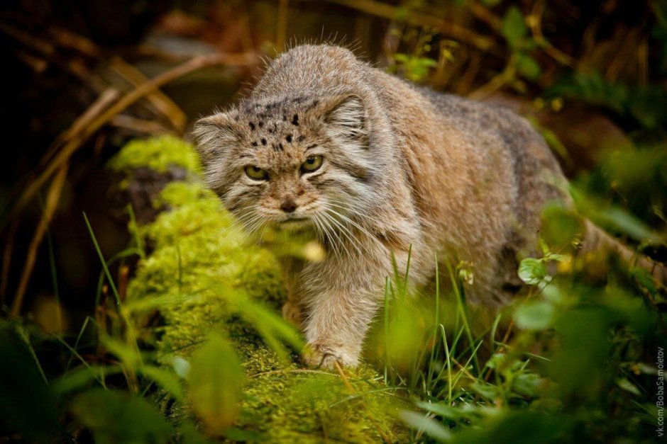Рысь (Lynx Lynx) в дикой природе