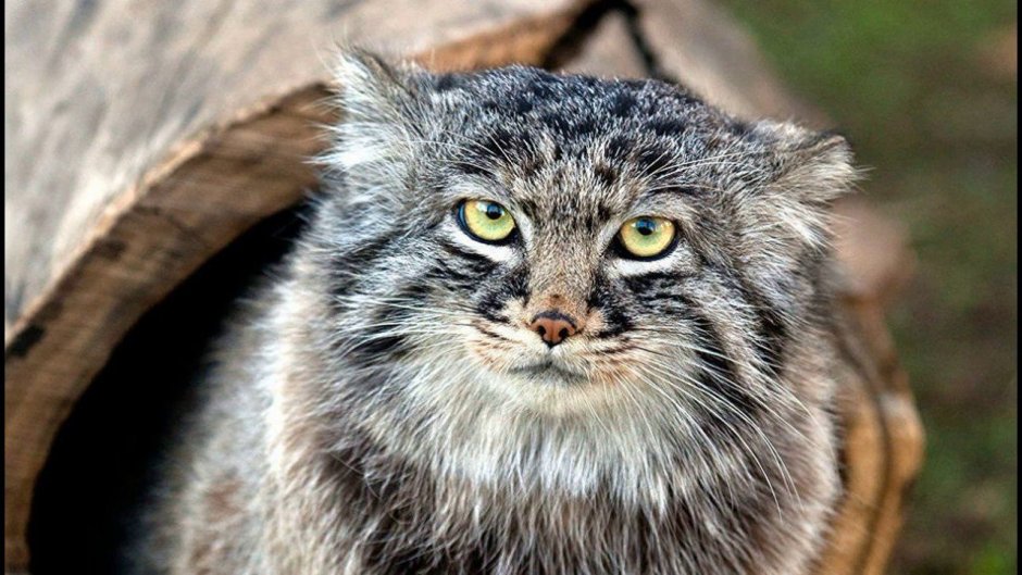 Рассказ о животных красной книги