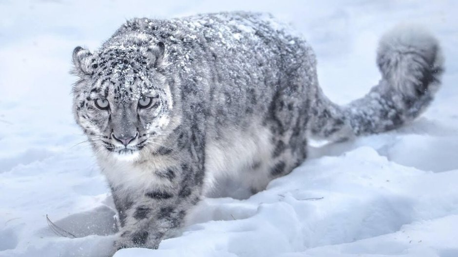 Дальневосточный (Амурский) леопард (Panthera pardus orientalis)