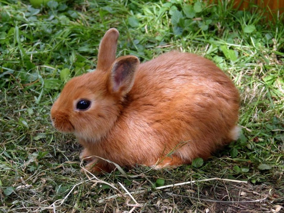 Айдахский кролик Пигмей