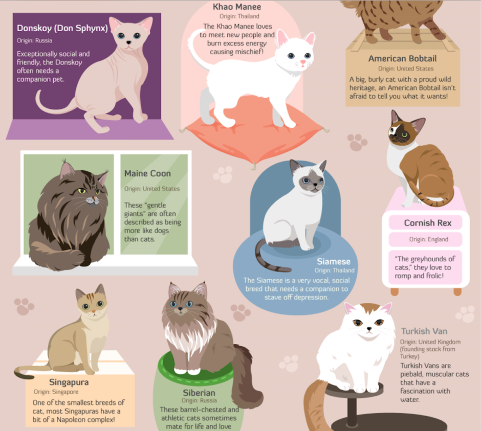 Разные расцветки кошек