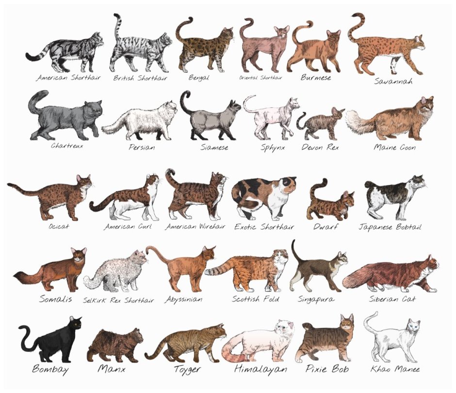 Бенгальский кот