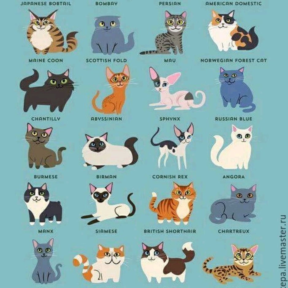 Котята Мейн кун
