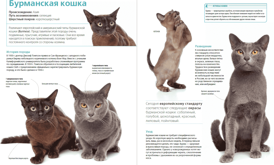 Породы кошек нарисовать