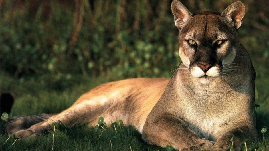 Puma concolor costaricensis