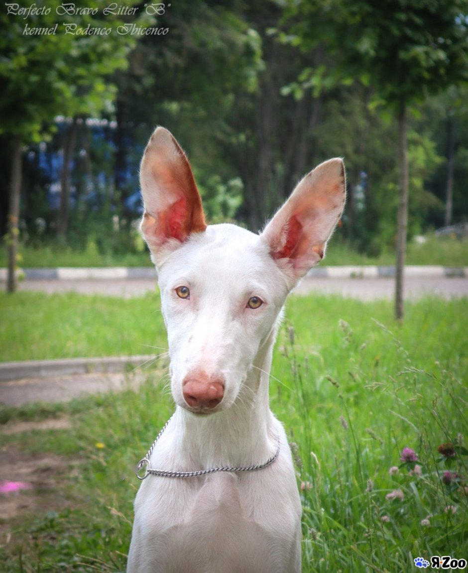 Ивисская борзая Поденко ибиценко