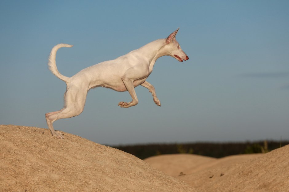 Поденко Канарио