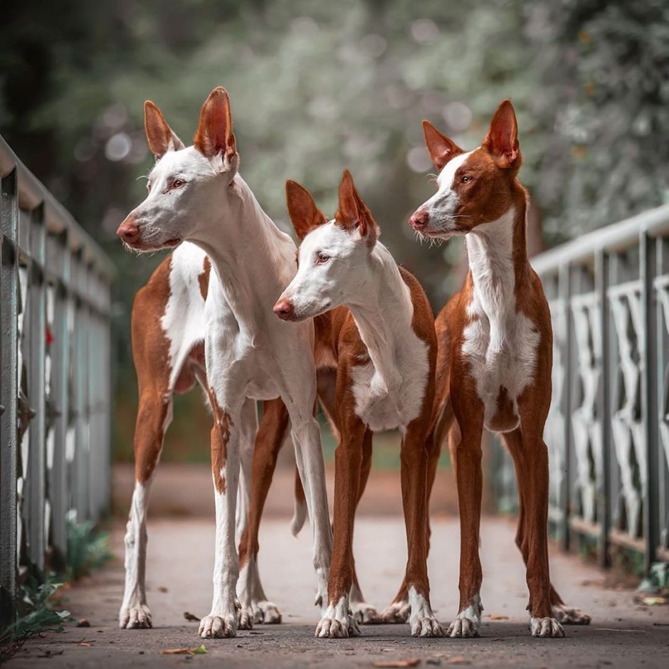 Поденко ибиценко