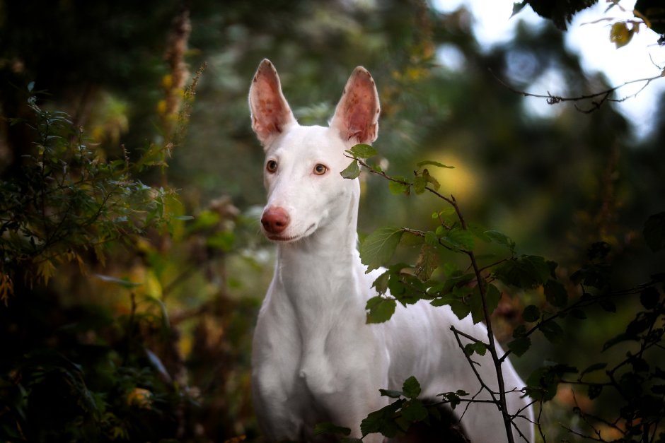 Светлая собака с ушами