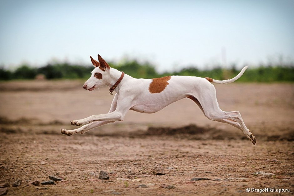 Поденко ибиценко порода собак